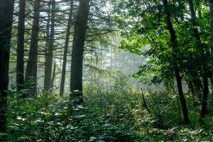 getty images tZDAEqOanas unsplash